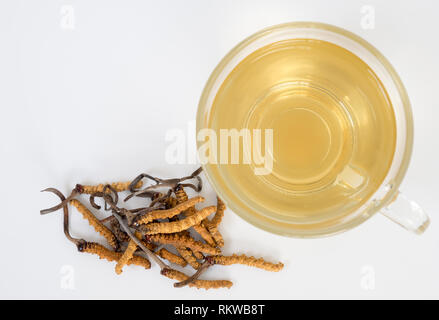 Wählen Sie Fokus der Pilz Cordyceps (CHONG CAO) diese Kräuter. Mit einem Glas Wasser, Wasser aus dem Ophiocordyceps sinensis Hinzufügen extrahieren. Arzneimittel Prop Stockfoto