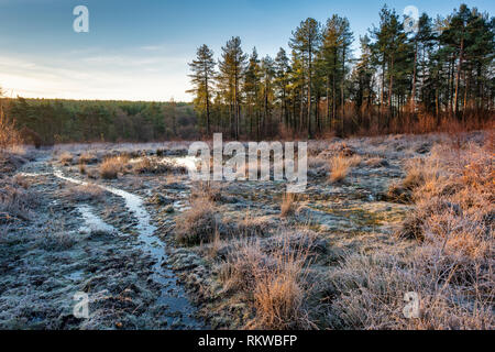 Cleddon Naturpark Moor in der Nähe von Trellech. Stockfoto