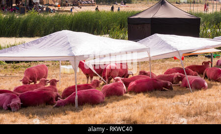 Die kultige rosa Schafe hütete aus der intensiven Hitze bei Latitude Festival 2018. Stockfoto