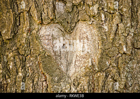 Form eines Herzens geschnitzt aus der Rinde eines alten Baumes Stockfoto