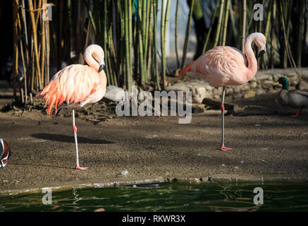 Genf, Schweiz. 12 Feb, 2019. Chilenische flamingos aalen Sie sich in der Nähe von einem Teich im Wintergarten und Botanische Garten der Stadt Genf, Schweiz, am 12.02.2019. Nach Angaben der lokalen Wettervorhersage, die höchste Temperatur über 10 Grad Celsius in den kommenden Tagen dieser Woche werden. Credit: Xu Jinquan/Xinhua/Alamy leben Nachrichten Stockfoto