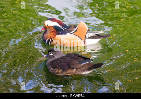 Genf, Schweiz. 12 Feb, 2019. Mandarin Enten schwimmen im Wintergarten und Botanische Garten der Stadt Genf, Schweiz, am 12.02.2019. Nach Angaben der lokalen Wettervorhersage, die höchste Temperatur über 10 Grad Celsius in den kommenden Tagen dieser Woche werden. Credit: Xu Jinquan/Xinhua/Alamy leben Nachrichten Stockfoto