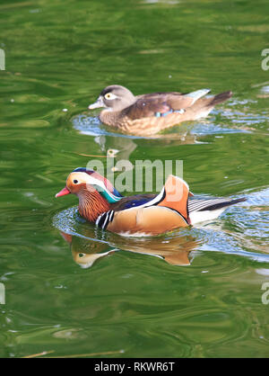 Genf, Schweiz. 12 Feb, 2019. Mandarin Enten schwimmen im Wintergarten und Botanische Garten der Stadt Genf, Schweiz, am 12.02.2019. Nach Angaben der lokalen Wettervorhersage, die höchste Temperatur über 10 Grad Celsius in den kommenden Tagen dieser Woche werden. Credit: Xu Jinquan/Xinhua/Alamy leben Nachrichten Stockfoto