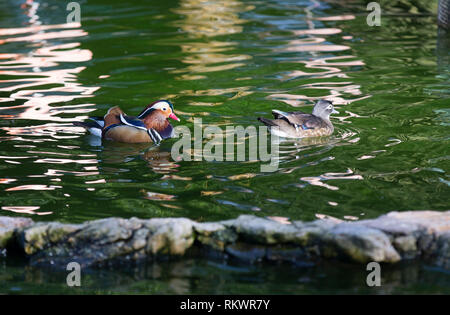 Genf, Schweiz. 12 Feb, 2019. Mandarin Enten schwimmen im Wintergarten und Botanische Garten der Stadt Genf, Schweiz, am 12.02.2019. Nach Angaben der lokalen Wettervorhersage, die höchste Temperatur über 10 Grad Celsius in den kommenden Tagen dieser Woche werden. Credit: Xu Jinquan/Xinhua/Alamy leben Nachrichten Stockfoto