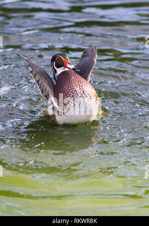 Genf, Schweiz. 12 Feb, 2019. Ein wasservögel schwimmt im Wintergarten und Botanische Garten der Stadt Genf, Schweiz, am 12.02.2019. Nach Angaben der lokalen Wettervorhersage, die höchste Temperatur über 10 Grad Celsius in den kommenden Tagen dieser Woche werden. Credit: Xu Jinquan/Xinhua/Alamy leben Nachrichten Stockfoto