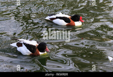 Genf, Schweiz. 12 Feb, 2019. Wasservögel schwimmen im Wintergarten und Botanische Garten der Stadt Genf, Schweiz, am 12.02.2019. Nach Angaben der lokalen Wettervorhersage, die höchste Temperatur über 10 Grad Celsius in den kommenden Tagen dieser Woche werden. Credit: Xu Jinquan/Xinhua/Alamy leben Nachrichten Stockfoto