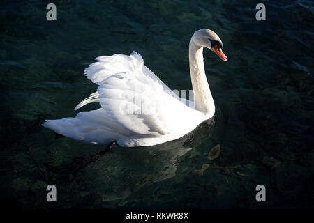 Genf, Schweiz. 12 Feb, 2019. Ein Schwan schwimmt im Wintergarten und Botanische Garten der Stadt Genf, Schweiz, am 12.02.2019. Nach Angaben der lokalen Wettervorhersage, die höchste Temperatur über 10 Grad Celsius in den kommenden Tagen dieser Woche werden. Credit: Xu Jinquan/Xinhua/Alamy leben Nachrichten Stockfoto