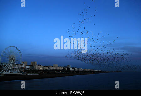 London, Großbritannien. 12 Feb, 2019. Ein Schwarm Stare fliegen in der Nähe von der Küste von Brighton im Abendrot, Feb.12, 2019. Brighton, 76 Kilometer südlich von London, ist ein berühmter Badeort an der Südküste von England. Credit: Han Yan/Xinhua/Alamy leben Nachrichten Stockfoto