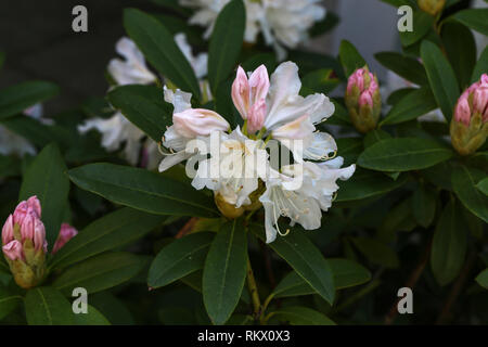 Schönen Lila Rhododendron Blüte im Blumengarten Stockfoto