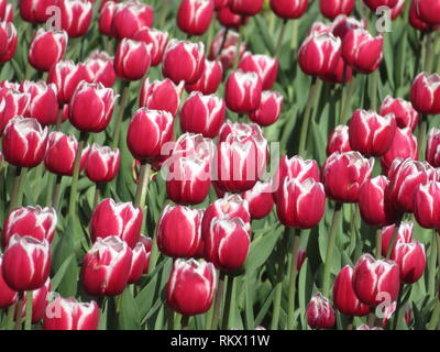 Schöne rote Tulpen Feld. Bunte Tulpen im Frühling im Garten, floral background Stockfoto