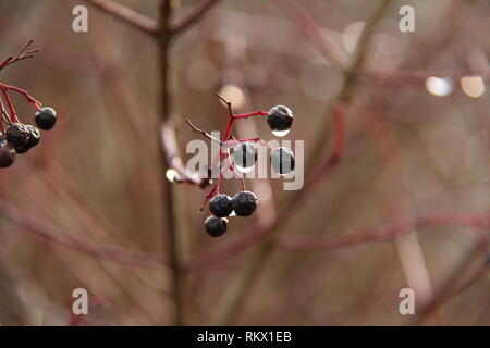 Schwarze Beeren auf Zweige von Sträuchern im Wald Stockfoto