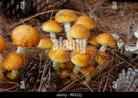 Großaufnahme Kastanien-/Zimtpilze (Pholiota adiposa) eine essbare Pholiota (Kopfpilze) Stockfoto