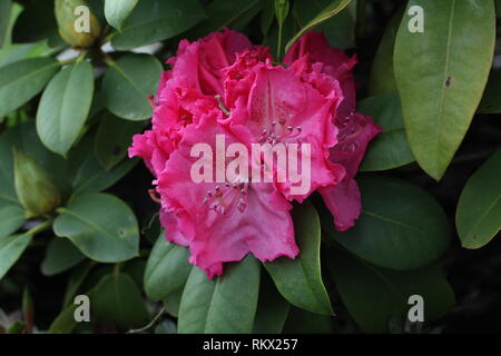 Schönen Lila Rhododendron Blüte im Blumengarten Stockfoto