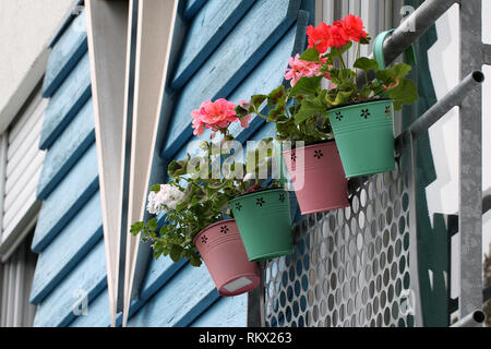 Auf dem Balkon wurden Geranien eingetopft Stockfoto