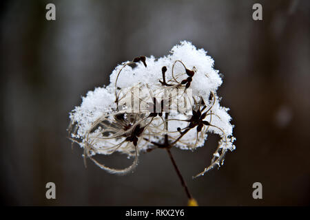 Saatgut Köpfe mit seidigen Anhängsel der Wilden Climatis Stockfoto