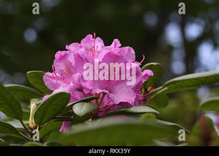 Schönen Lila Rhododendron Blüte im Blumengarten Stockfoto
