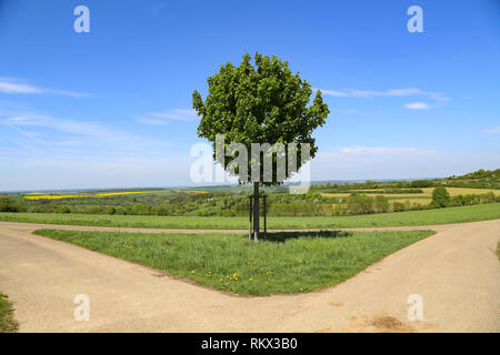 Grüner Baum steht an einem Scheideweg Stockfoto