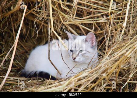Blauäugige weiße Katze im Heu liegen Stockfoto