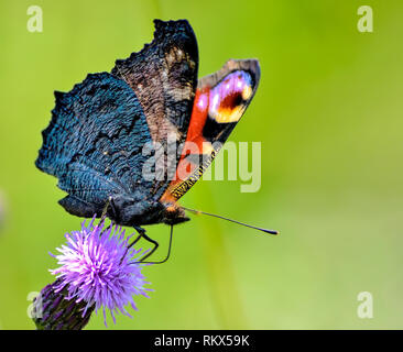 Makro zur underwing eines Tagpfauenauge (Nymphalis io) mit eingeklappten Flügeln Fütterung Nektar an blühenden Pflanze melliferous Creeping Thistle Stockfoto