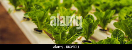 Hydroponic gemüse salat Farm. Hydroponics Methode der wachsenden Pflanzen gemüse salat Bauernhof, in Wasser, ohne Boden. Hydroponic Kopfsalat in Stockfoto