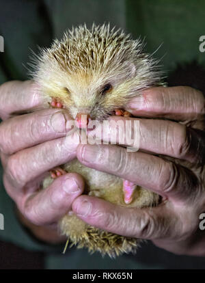 Eine Alderney blonde Igel helfen bis rosa Nase und Füße zu zeigen. Diese Igel haben wenig Angst vor dem Menschen. Stockfoto