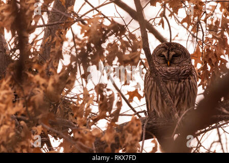 Eine gesperrte Eule sitzt in einem Baum aufgeblasen an einem kalten Tag im Februar in der Nähe von Pensacola Damm in Langley, Oklahoma 2019 entfernt Stockfoto