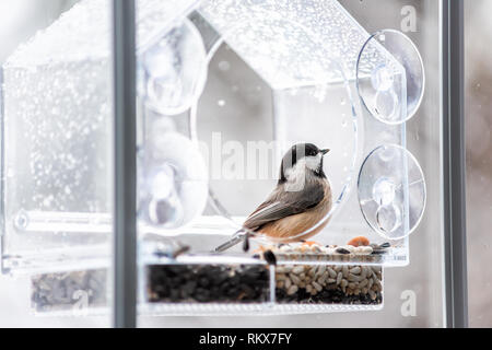 Nahaufnahme von Schwarz, schneebedeckten oder Carolina chickadee Vogel thront auf Kunststoff Fenster aus Glas, Schrägförderer suchen im Winter Schnee oder Regen in Virginia mit Samen Stockfoto