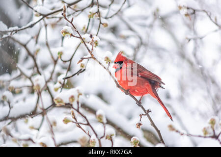 Nahaufnahme eines lebendigen gesättigte Rot nördlichen Kardinal Cardinalis Vogel auf Ast bei schweren Winter Schnee bunt im Virginia Wi thront Sitzen Stockfoto