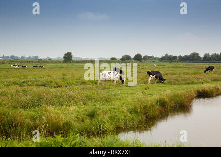 Kühe in das Feld in der "Zaanse Schans" Dorf. Stockfoto