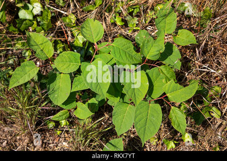 Japanischer Knöterich, Fallopia japonica in der Nähe von Fort Tourgis auf Alderney, Channel Islands wächst. Stockfoto