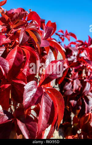 Rote Herbst Laub von Parthenocissus Subtomentosa, Virginia Creeper Stockfoto