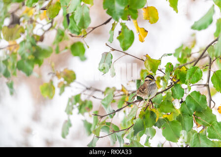 Nahaufnahme von einem White-throated Spatz Vogel thront auf cherry tree branch mit grünen Blättern im Herbst oder Frühjahr in Virginia Stockfoto