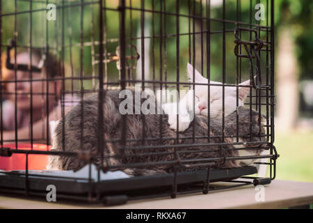 Schlafende obdachlose Katzen von Zuflucht für Tiere im Käfig an speziellen Nächstenliebe Ausstellung, erwarten Sie freundlichen Inhaber zu finden. Konzept der Menschheit Stockfoto