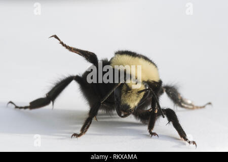 Gelb - konfrontiert, Hummel (Bombus vosnesenskii) Queen Stockfoto