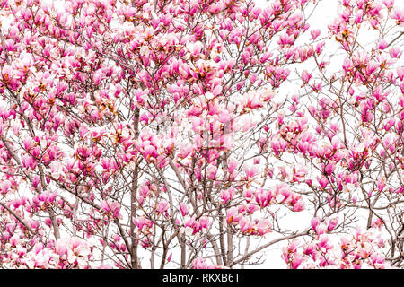 Washington DC, USA Hauptstadt mit Nahaufnahme mit rosa Magnolia Blossom Blumen im Frühling während der Tag gegen weißen Himmel isoliert Stockfoto