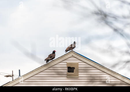 Zwei roten Kopf Truthahngeier in Virginia thront auf haus dach closeup mit Sky im Winter Stockfoto