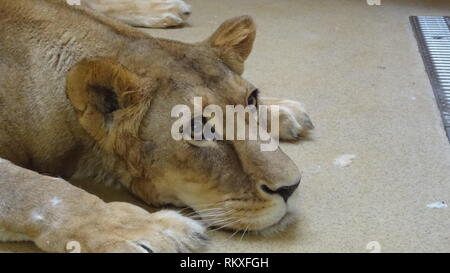 Narkotisierte Lion am Zoo Liberec in der Tschechischen Republik für Gesundheit Prüfung Stockfoto