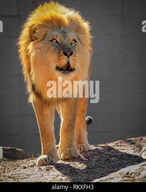 Ein männlicher afrikanischer Löwe brüllt, als er in einem Gehege im Zoo spazieren. Stockfoto