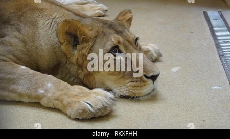 Narkotisierte Lion am Zoo Liberec in der Tschechischen Republik für Gesundheit Prüfung Stockfoto