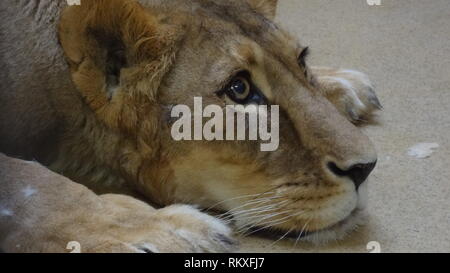 Narkotisierte Lion am Zoo Liberec in der Tschechischen Republik für Gesundheit Prüfung Stockfoto