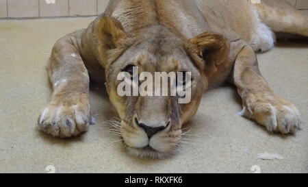 Narkotisierte Lion am Zoo Liberec in der Tschechischen Republik für Gesundheit Prüfung Stockfoto