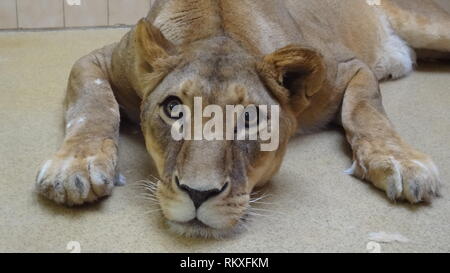 Narkotisierte Lion am Zoo Liberec in der Tschechischen Republik für Gesundheit Prüfung Stockfoto