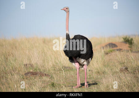 Single Massai Ostrich, Struthio camelus massaicus, stehend im Grünland, Masai Mara, Kenia Stockfoto