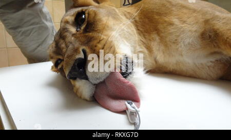 Narkotisierte Lion am Zoo Liberec in der Tschechischen Republik für Gesundheit Prüfung Stockfoto
