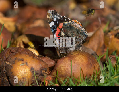 Red Admiral Schmetterling, Vanessa atalanta, Fütterung auf faulendem Obst, Lancashire, Großbritannien Stockfoto