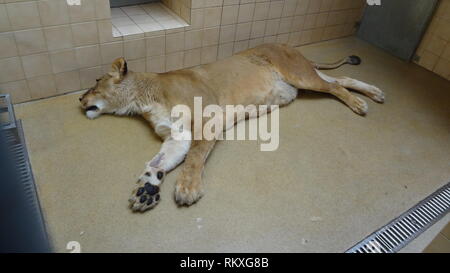 Narkotisierte Lion am Zoo Liberec in der Tschechischen Republik für Gesundheit Prüfung Stockfoto