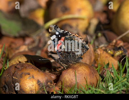 Red Admiral Schmetterling, Vanessa atalanta, Fütterung auf faulendem Obst, Lancashire, Großbritannien Stockfoto