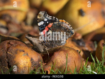 Red Admiral Schmetterling, Vanessa atalanta, Fütterung auf faulendem Obst, Lancashire, Großbritannien Stockfoto