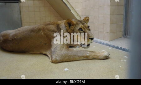 Narkotisierte Lion am Zoo Liberec in der Tschechischen Republik für Gesundheit Prüfung Stockfoto