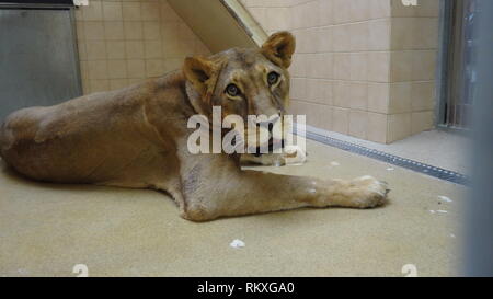 Narkotisierte Lion am Zoo Liberec in der Tschechischen Republik für Gesundheit Prüfung Stockfoto